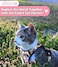 Halypet Cat Harness and Leash SetMAX Safety 4thGen Cute Escape Proof Vest Harness for GirlBoy Cat Walking Comfortable Adjustable Leash and Reflective Strips for Outdoor Kitten S Inky Meowy