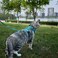 pangdi Cat Harness and Leash Escape Proof Medium Kitten Harness Bengal Cat Vest for Walking Travel Turquoise M