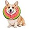 MIDOG Soft Inflatable Dog Cone Donut ECollar Alternative for After Surgery Prevents Licking Allowing Normal Eating Vision Comfortable Recovery Collar for Small Medium Large Dogs Cats RedS