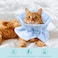 FACULX Cat Recovery Collar Soft Adjustable Cat Cone Alternative Lightweight Fasteners Collars for Cats Kittens Puppies After Stop Licking and Daily Use Light Blue MNeck 79138