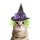 LESYPET Cat Halloween Costume Hat Dog Hat Wizard Hat with Green Wig for Dog Cat Cosplay for Halloween Christmas Party