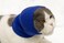 FDANDADE Cat Hematoma Ear WrapCat Ear Wrap Anxiety Relief Noise Canceling for Fireworks Thunderstorms Pet Grooming Force Drying Blue S