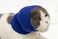 FDANDADE Cat Hematoma Ear WrapCat Ear Wrap Anxiety Relief Noise Canceling for Fireworks Thunderstorms Pet Grooming Force Drying Blue S
