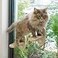 PETKARAY Cat Window Shelf Original Cat Window Perch Stairs Durable Kitty Seat for Window Sill Sturdy Window Step for Indoor Cats