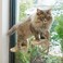 PETKARAY Cat Window Shelf Original Cat Window Perch Stairs Durable Kitty Seat for Window Sill Sturdy Window Step for Indoor Cats
