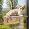 Pecute 2in1 Cat Window Perch Wall Shelves Cat Hammock Window with Solid Wood Strong Suction Cup Washable Cover Mat Kitten Window Seat Indoor Cats Perch Bed for Birds Watching Inside16x10