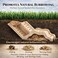 kcrygogo Large Size Syrian Hamster Explorer Set SnapTogether Wooden Burrow with Panoramic WindowNatural ChewSafe Design Decorative Landscaping Digging Peeping Hide Underground Fun for Cage Enrichment