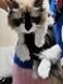 FXGJDeng Pet Carrier Backpack Adjustable Pet Front Cat Dog Carrier Backpack Travel BagLegs OutEasyFit for Traveling Hiking Camping for Small Medium Dogs Red Large