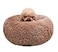 BODISEINT Modern Soft Plush Round Pet Bed for Cats or Small Dogs Mini Medium Sized Dog Cat Bed Self Warming Autumn Winter Indoor Snooze Sleeping Cozy Kitty Teddy Kennel 24 D x 8 H Coffee