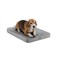 Diggs Snooz Memory Foam Dog Bed Ideally Sized Revol Dog Crate Pad Premium Orthopedic Pet Bed for Crate or Home Grey Medium