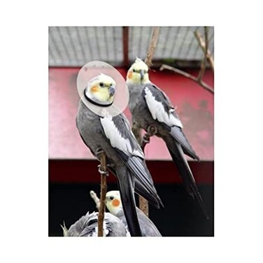 KONG KVP Bird ECollar 4755512