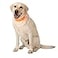 CoolerDog HiVis Cooling Dog Collar for Large Dogs Reflective ReFreezable Ice Collar for Hot Weather Heat Relief Orange Large