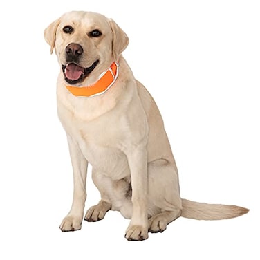 CoolerDog HiVis Cooling Dog Collar for Large Dogs Reflective ReFreezable Ice Collar for Hot Weather Heat Relief Orange Large