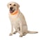 CoolerDog HiVis Cooling Dog Collar for Large Dogs Reflective ReFreezable Ice Collar for Hot Weather Heat Relief Orange Large