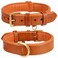 DowgClub Leather Dog Collar for Medium Dogs Orange 1 Inch Wide Genuine Leather Heavy Duty with Soft Inner Padding Comfortable and Durable Medium Fit Neck Size 145185 Tangerine Orange