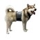 CoolerDog Dog Cooling Vest Cooling Collar Ice Vest for Hot Weather Heat Relief ReFreezable Pure Water Inserts Large 2734 Girth