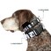 Buckle-Down BuckleDown PCW30136WL Ace Of Spades Plastic Clip Collar Wide Large1832