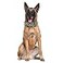 Haoyueer Sharp Spiked Studded Dog Collar 2 Inch Width Stylish Leather Dog Collars for Medium Large Dogs PitbullLabradorBoxer Rottweiler German ShepherdCamouflageL