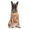 Haoyueer Sharp Spiked Studded Dog Collar 2 Inch Width Stylish Leather Dog Collars for Medium Large Dogs PitbullLabradorBoxer Rottweiler German ShepherdCamouflageL