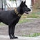 Tacticollar 2 inch Tactical Dog Collar with Handle for Medium and Large Dogs Mil Spec Nylon Collar QuickRelease Metal Buckle Neoprene Padded Inside Medium Olive Green