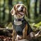 Joytale Reflective Dog Collar Soft Neoprene Padded Metal DRing Nylon Pet Collar Adjustable for Extra Large Dogs Gray XL