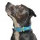 Wild One Dog Collar EasyClean All Weather FlexPoly Strap with Metal Durable Dirt and Odor Resistant Hudson XL