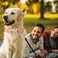 ARING PET Spring Summer Dog Collar Cute Daisy Wildflower Floral Blossom Pet Collars for Small Medium Large Girl DogsL Size