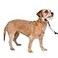 PetSafe Gentle Leader NoPull Dog Headcollar The Ultimate Solution to Pulling Redirects Your Dogs Pulling for Easier Walks Helps You Regain Control Small Red