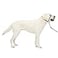 PetSafe Gentle Leader NoPull Dog Headcollar The Ultimate Solution to Pulling Redirects Your Dogs Pulling for Easier Walks Helps You Regain Control Large Black