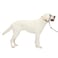 PetSafe Gentle Leader NoPull Dog Headcollar The Ultimate Solution to Pulling Redirects Your Dogs Pulling for Easier Walks Helps You Regain Control Large Black