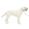 PetSafe Gentle Leader NoPull Dog Headcollar The Ultimate Solution to Pulling Redirects Your Dogs Pulling for Easier Walks Helps You Regain Control Large Black