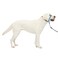 PetSafe Gentle Leader NoPull Dog Headcollar The Ultimate Solution to Pulling Redirects Your Dogs Pulling for Easier Walks Helps You Regain Control Large Royal Blue