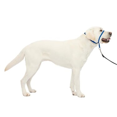 PetSafe Gentle Leader NoPull Dog Headcollar The Ultimate Solution to Pulling Redirects Your Dogs Pulling for Easier Walks Helps You Regain Control Large Royal Blue