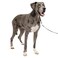 PetSafe Gentle Leader NoPull Dog Headcollar The Ultimate Solution to Pulling Redirects Your Dogs Pulling for Easier Walks Helps You Regain Control XLarge Black