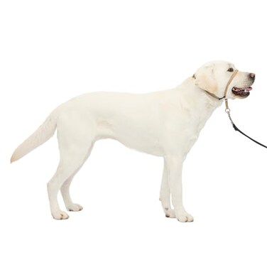 PetSafe Gentle Leader NoPull Dog Headcollar The Ultimate Solution to Pulling Redirects Your Dogs Pulling for Easier Walks Helps You Regain Control Large Fawn