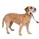 PetSafe Gentle Leader NoPull Dog Headcollar The Ultimate Solution to Pulling Redirects Your Dogs Pulling for Easier Walks Helps You Regain Control Small Deep Purple
