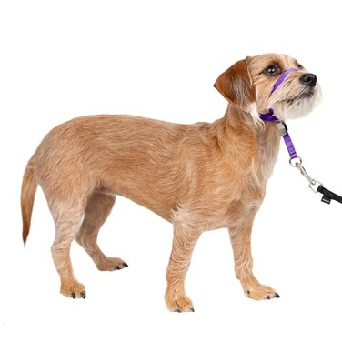 PetSafe Gentle Leader NoPull Dog Headcollar The Ultimate Solution to Pulling Redirects Your Dogs Pulling for Easier Walks Helps You Regain Control Small Deep Purple