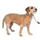 PetSafe Gentle Leader NoPull Dog Headcollar The Ultimate Solution to Pulling Redirects Your Dogs Pulling for Easier Walks Helps You Regain Control Small Fawn