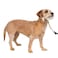 PetSafe Gentle Leader NoPull Dog Headcollar The Ultimate Solution to Pulling Redirects Your Dogs Pulling for Easier Walks Helps You Regain Control Small Fawn