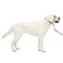 PetSafe Gentle Leader NoPull Dog Headcollar The Ultimate Solution to Pulling Redirects Your Dogs Pulling for Easier Walks Helps You Regain Control Large Deep Purple