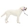 PetSafe Gentle Leader NoPull Dog Headcollar The Ultimate Solution to Pulling Redirects Your Dogs Pulling for Easier Walks Helps You Regain Control Large Deep Purple