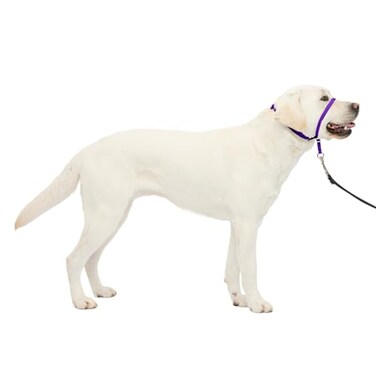 PetSafe Gentle Leader NoPull Dog Headcollar The Ultimate Solution to Pulling Redirects Your Dogs Pulling for Easier Walks Helps You Regain Control Large Deep Purple