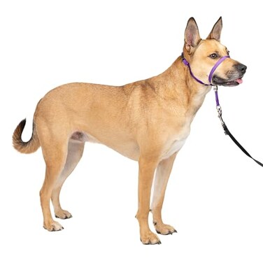 PetSafe Gentle Leader NoPull Dog Headcollar The Ultimate Solution to Pulling Redirects Your Dogs Pulling for Easier Walks Helps You Regain Control Medium Deep Purple