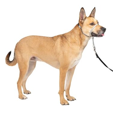 PetSafe Gentle Leader NoPull Dog Headcollar The Ultimate Solution to Pulling Redirects Your Dogs Pulling for Easier Walks Helps You Regain Control Medium Silver