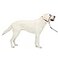 PetSafe Gentle Leader NoPull Dog Headcollar The Ultimate Solution to Pulling Redirects Your Dogs Pulling for Easier Walks Helps You Regain Control Large Raspberry Pink