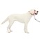 PetSafe Gentle Leader NoPull Dog Headcollar The Ultimate Solution to Pulling Redirects Your Dogs Pulling for Easier Walks Helps You Regain Control Large Raspberry Pink