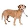 PetSafe Gentle Leader NoPull Dog Headcollar The Ultimate Solution to Pulling Redirects Your Dogs Pulling for Easier Walks Helps You Regain Control Small Raspberry Pink