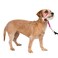 PetSafe Gentle Leader NoPull Dog Headcollar The Ultimate Solution to Pulling Redirects Your Dogs Pulling for Easier Walks Helps You Regain Control Small Raspberry Pink