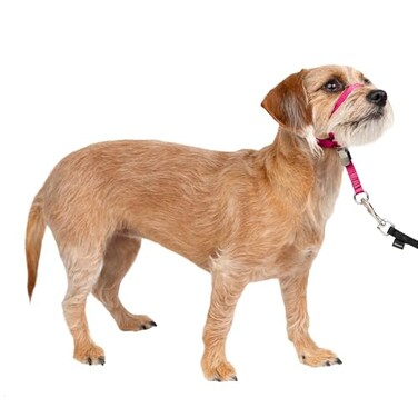 PetSafe Gentle Leader NoPull Dog Headcollar The Ultimate Solution to Pulling Redirects Your Dogs Pulling for Easier Walks Helps You Regain Control Small Raspberry Pink