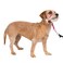 PetSafe Gentle Leader NoPull Dog Headcollar The Ultimate Solution to Pulling Redirects Your Dogs Pulling for Easier Walks Helps You Regain Control Small Raspberry Pink
